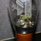 CV717 Zaerix NOS ruggedized 5R4GY RARE Dual Disc Getter Ceramic distancers