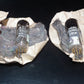 E80F Philips 6084 RARE D GETTER Pinched Waist Heerlen 1957 NOS