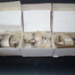 Q-1P/41 GU43B Q1P / 41 Unitra Lamina NOS NIB RF Output Power Tube 1.6KW 100Mhz