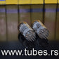 Matched Pair ECC82 12AU7 EI Yugoslavia Telefunken Long Smooth Plates 17mm NIB